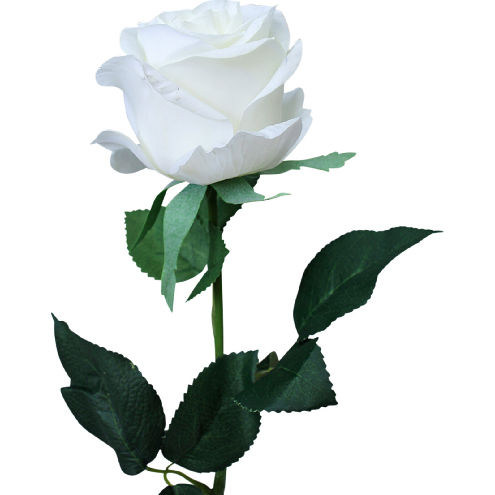 Long Stem Rose White